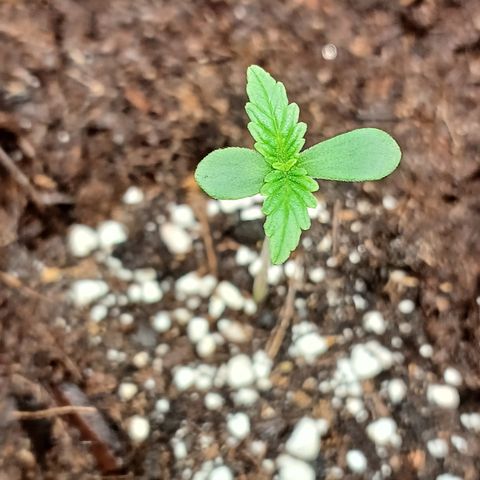 Gorilla Zkittlez Auto growlog timeline photo
