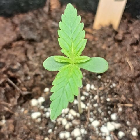 Gorilla Zkittlez Auto growlog timeline photo