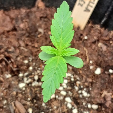 Gorilla Zkittlez Auto growlog timeline photo
