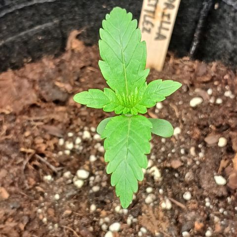 Gorilla Zkittlez Auto growlog timeline photo
