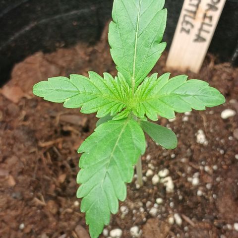 Gorilla Zkittlez Auto growlog timeline photo