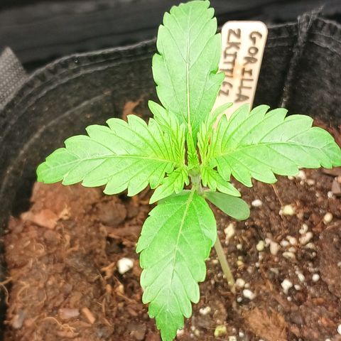 Gorilla Zkittlez Auto growlog timeline photo