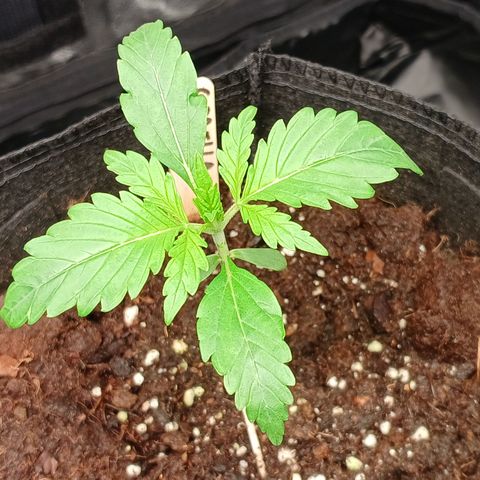 Gorilla Zkittlez Auto growlog timeline photo
