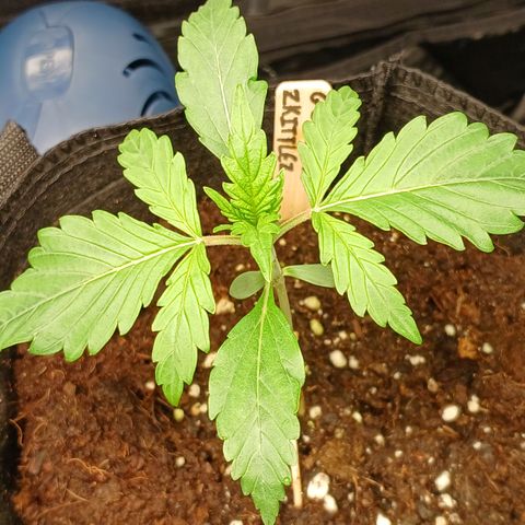 Gorilla Zkittlez Auto growlog timeline photo