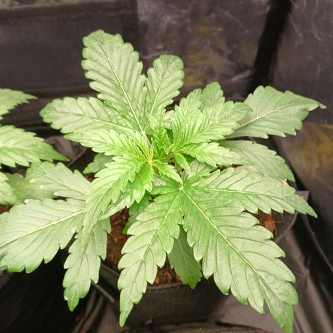 Gorilla Zkittlez Auto growlog timeline photo