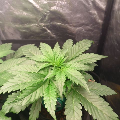 Gorilla Zkittlez Auto growlog timeline photo