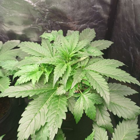 Gorilla Zkittlez Auto growlog timeline photo