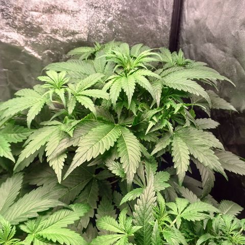 Gorilla Zkittlez Auto growlog timeline photo