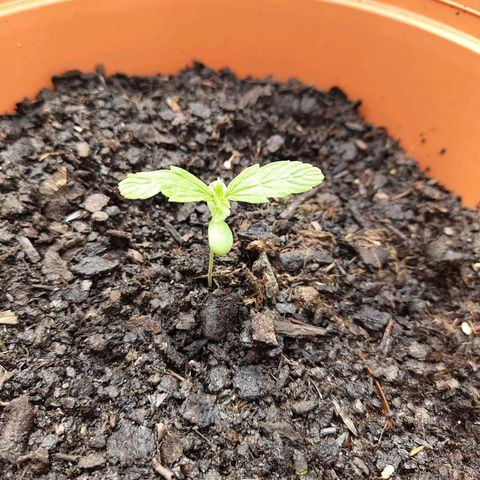 Fritz Wepper growlog timeline photo