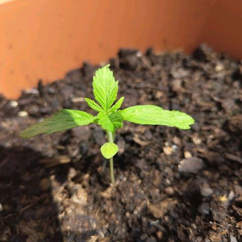 Fritz Wepper growlog timeline photo