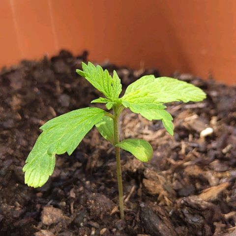 Fritz Wepper growlog timeline photo