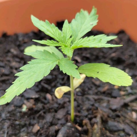 Fritz Wepper growlog timeline photo