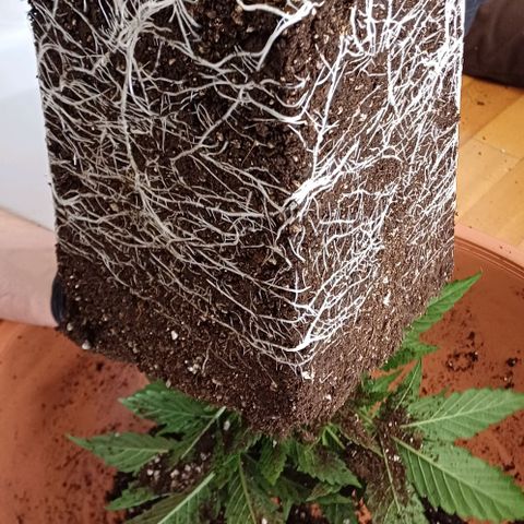 OG kush  growlog timeline photo