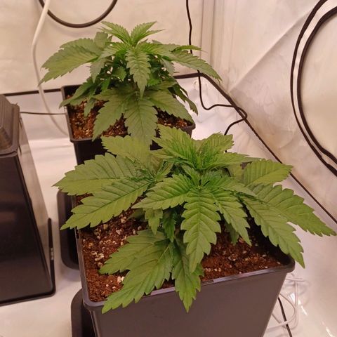 OG kush  growlog timeline photo