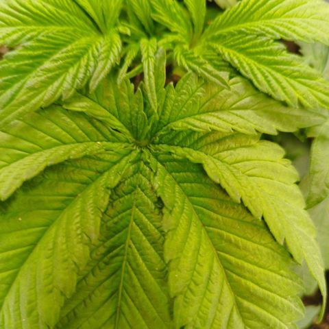 OG kush  growlog timeline photo