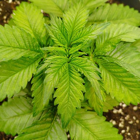 OG kush  growlog timeline photo