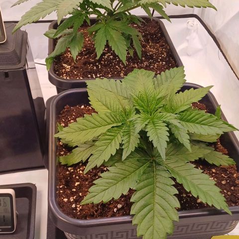 OG kush  growlog photo: Umzug in den neuen Topf gut überstanden 