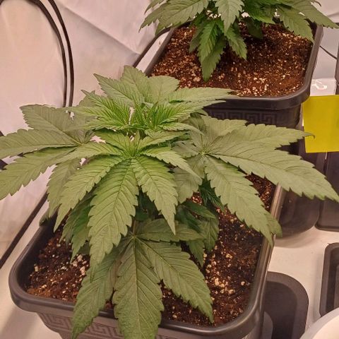OG kush  growlog photo: Umzug in den neuen Topf gut überstanden 