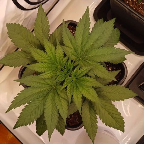 OG kush  growlog photo: Gut im neuen Zuhause angekommen! Die Ladies fühlen sich alle wohl 