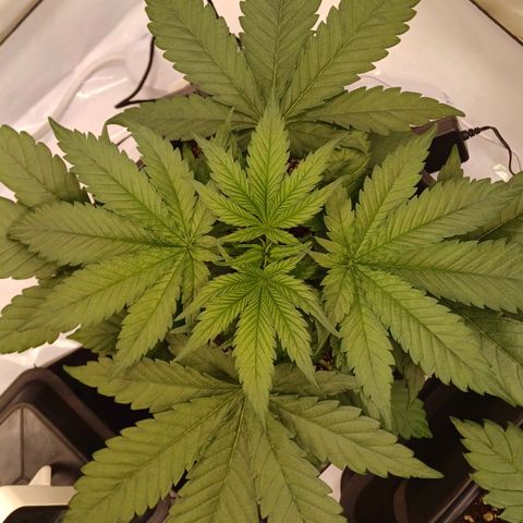 OG kush  growlog photo: Gut im neuen Zuhause angekommen! Die Ladies fühlen sich alle wohl 