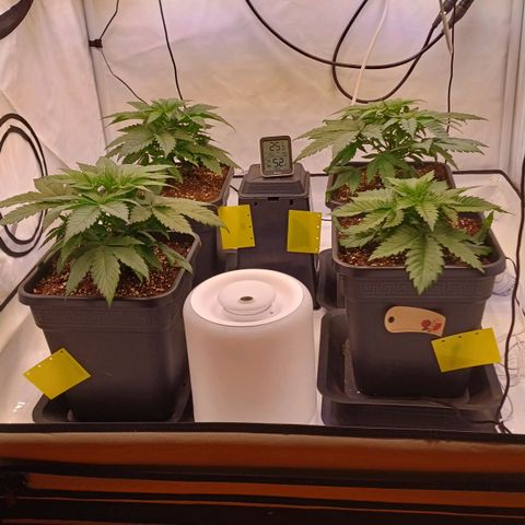 OG kush  growlog photo: Gut im neuen Zuhause angekommen! Die Ladies fühlen sich alle wohl 