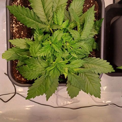 OG kush  growlog photo: LST, erste Anwendung 