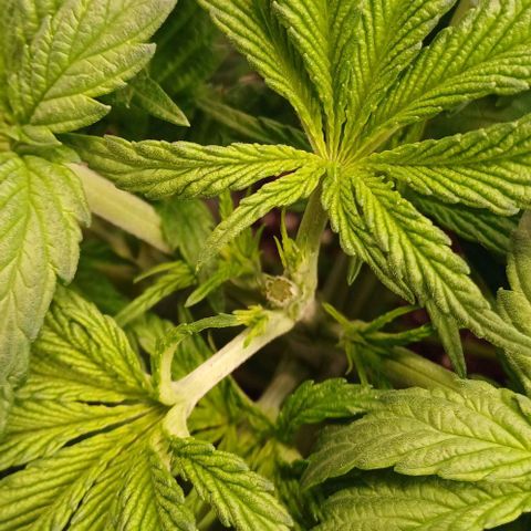 OG kush  growlog timeline photo