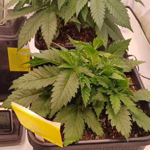 OG kush  growlog timeline photo