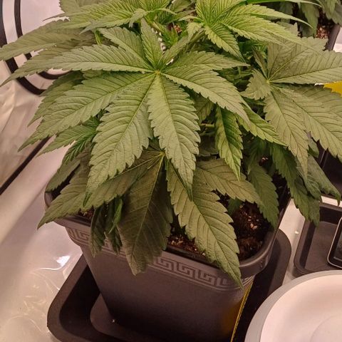 OG kush  growlog timeline photo