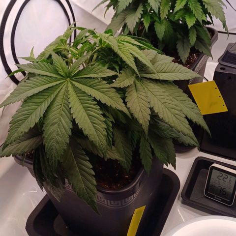 OG kush  growlog photo: Kurz vor der Schlafenszeit lassen die Ladies etwas ihre Blätter hängen.
Evtl wird Wasser gebraucht und ggf. nach dem aufwachen mit Nährstoffen gegeben. 