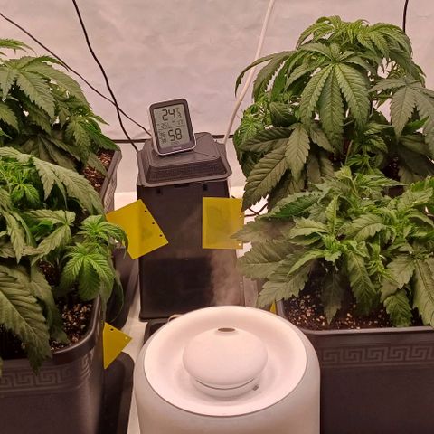 OG kush  growlog timeline photo