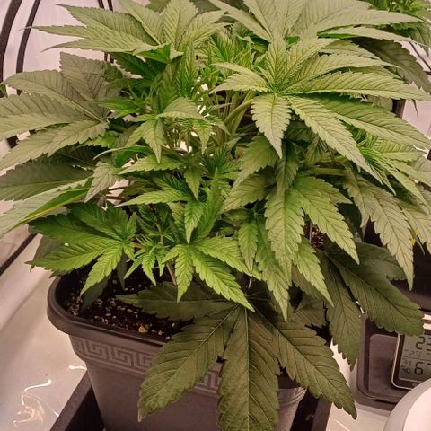 OG kush  growlog timeline photo