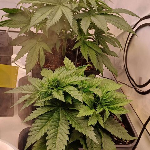 OG kush  growlog timeline photo