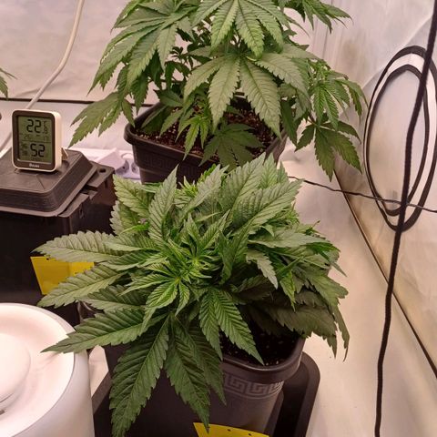 OG kush  growlog timeline photo