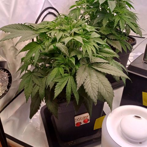 OG kush  growlog timeline photo
