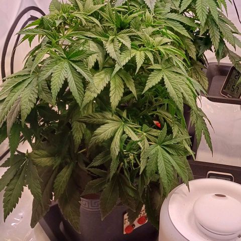 OG kush  growlog timeline photo