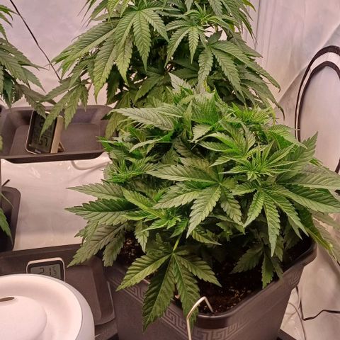 OG kush  growlog timeline photo