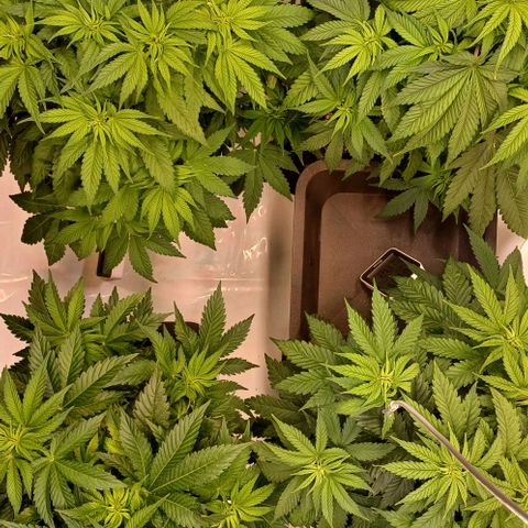 OG kush  growlog timeline photo