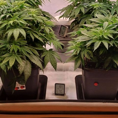 OG kush  growlog timeline photo