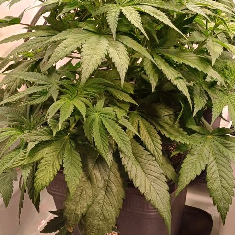 OG kush  growlog timeline photo