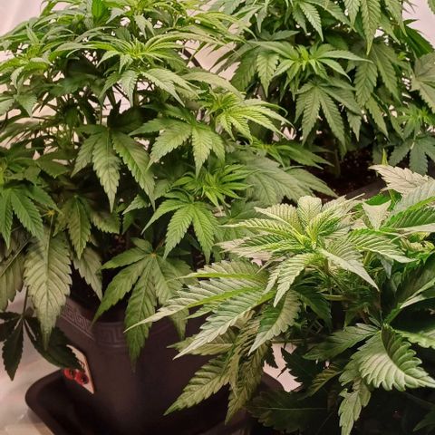 OG kush  growlog timeline photo