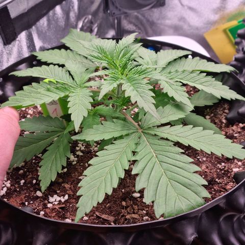 Future #1 growlog timeline photo