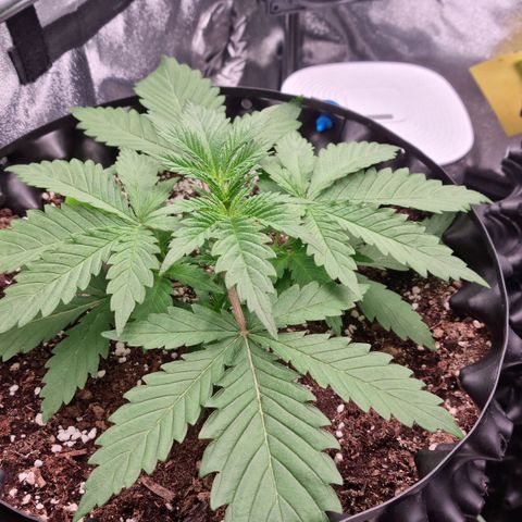 Future #1 growlog timeline photo