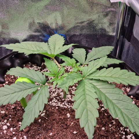 Future #2 growlog timeline photo