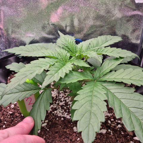 Future #2 growlog timeline photo