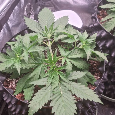 Future #1 growlog timeline photo
