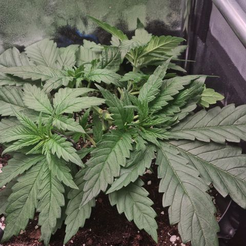 Future #2 growlog timeline photo
