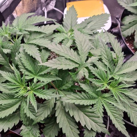 Future #1 growlog timeline photo