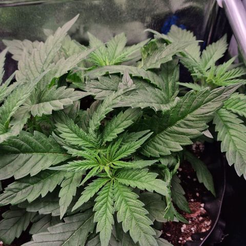 Future #2 growlog timeline photo