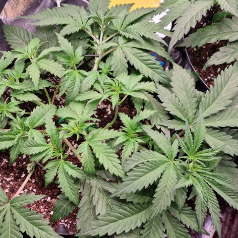 Future #1 growlog timeline photo